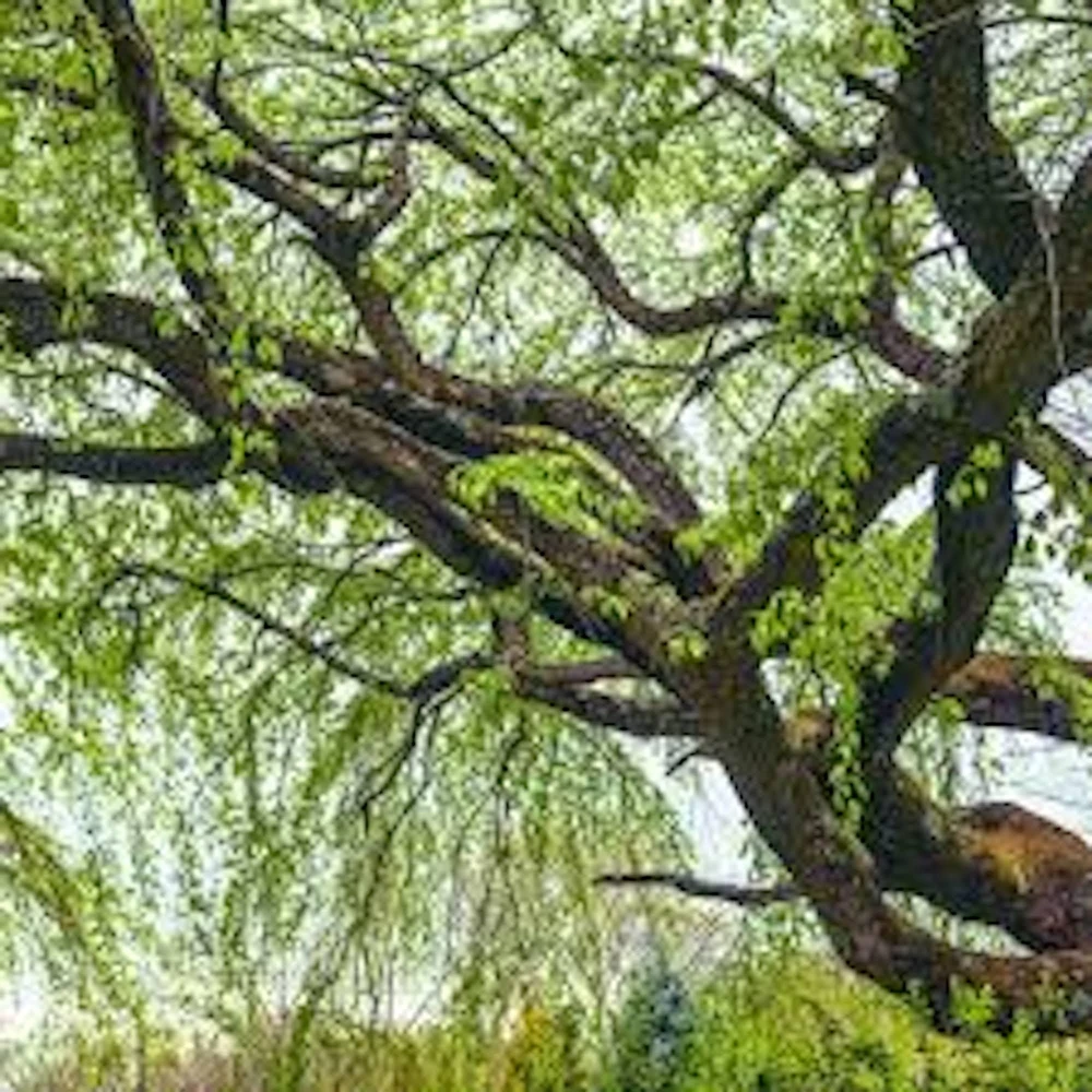 3 Corkscrew Willow Tree Live Plant - Salix matsudana 'Tortuosa' - 2-3 ft Bare Root - Image 1