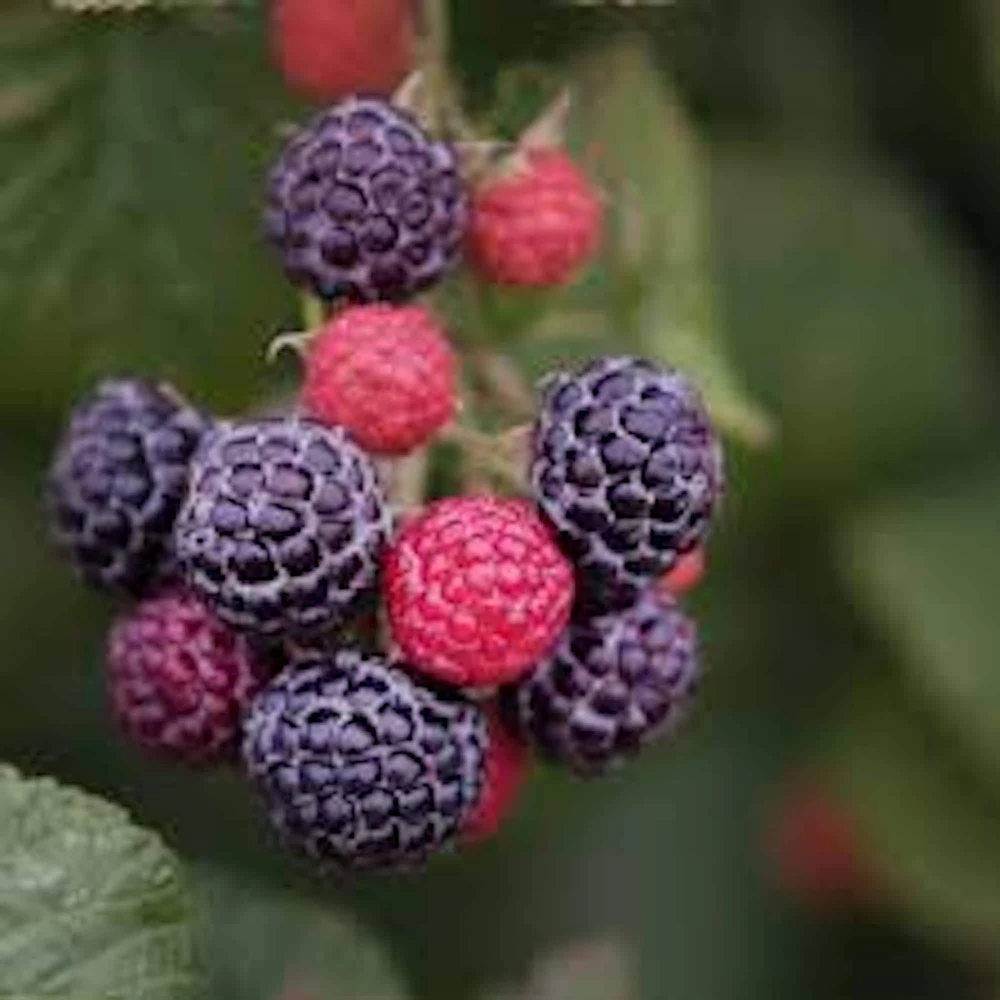 3 Cumberland Black Raspberry Live Plants - Rubus occidentalis - 2 Year Old Fruit Plant - Image 1
