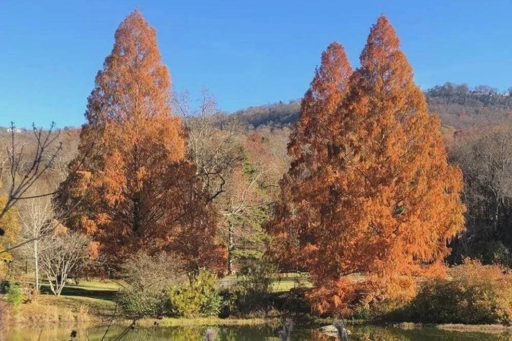 3 Dawn Redwood Tree 12-24" Tall Metasequoia glyptostroboides Starter Live Plant - Image 1