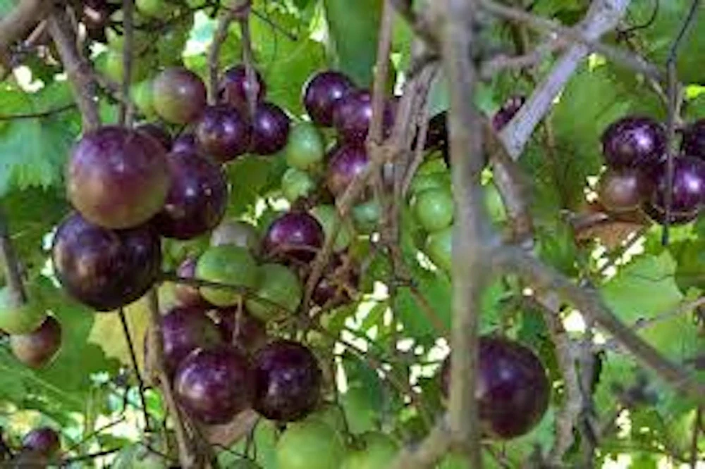 3 'Delicious' Muscadine Grape Vine Live Starter Plants - Vitis Rotundifolia - Image 1