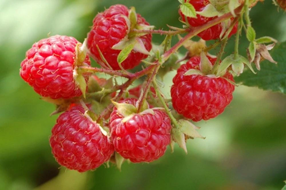 3 Dorman Red Raspberry Starter Plug - Heat Tolerant Live Plant - Image 2