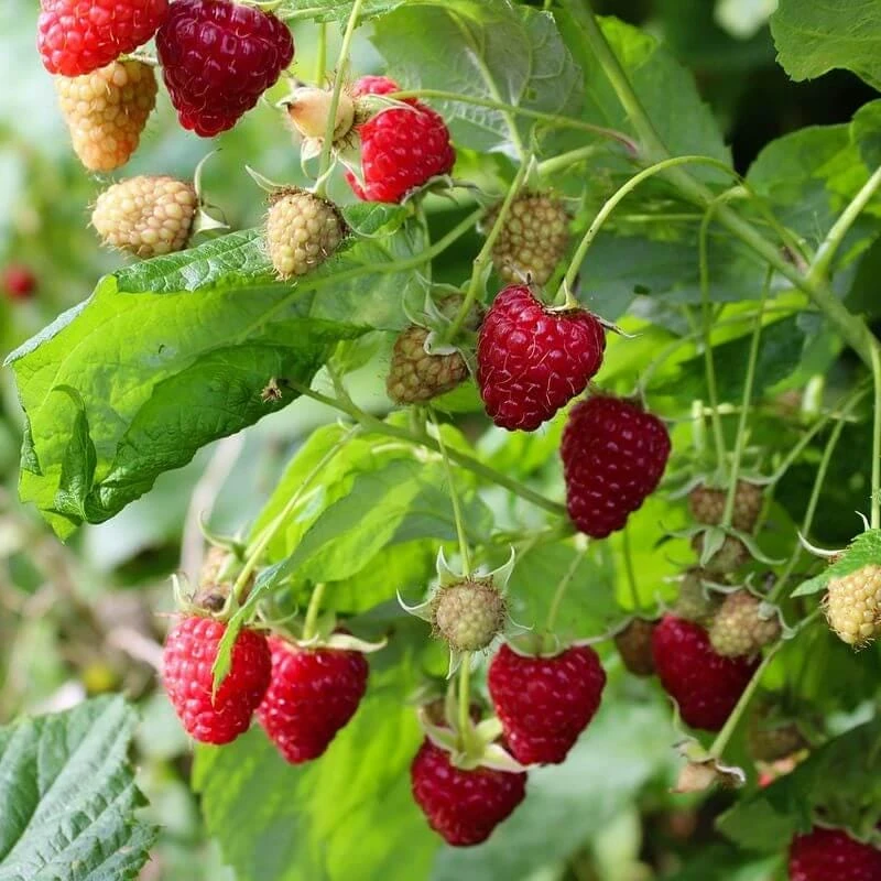 3 Dorman Red Raspberry Starter Plug - Heat Tolerant Live Plant - Image 7