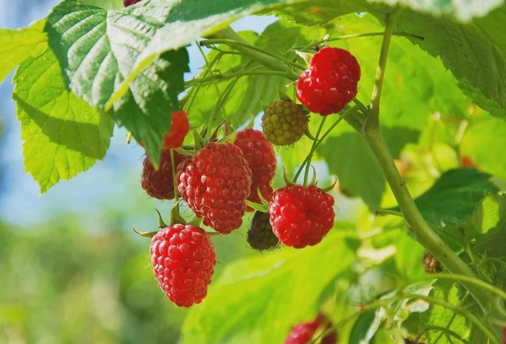 3 Dorman Red Raspberry Starter Plug - Heat Tolerant Live Plant - Image 1