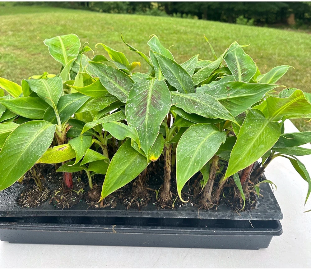 3 Dwarf Cavendish Banana Plant Plugs - Cold Hardy Tropical Fruit Tree - Image 1