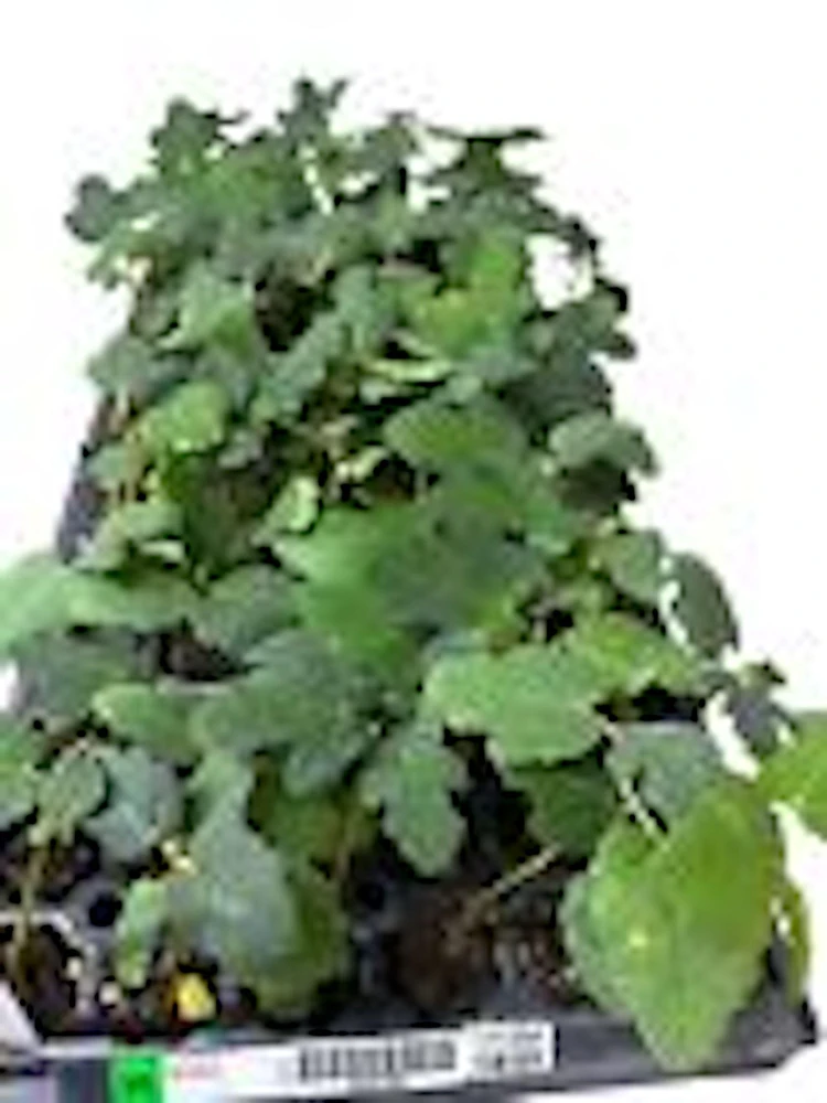 3 Dwarf Fig Tree Starter Plants - Self Fertile, Perennial, Container Friendly - Image 2