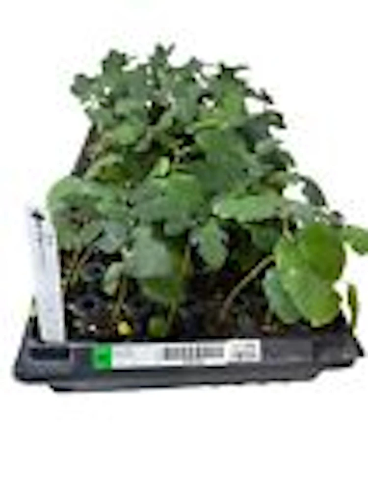 3 Dwarf Fig Tree Starter Plants - Self Fertile, Perennial, Container Friendly - Image 3