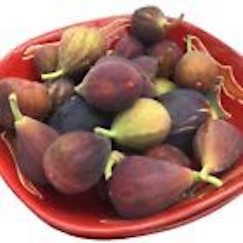 3 Dwarf Fig Tree Starter Plants - Self Fertile, Perennial, Container Friendly - Image 4