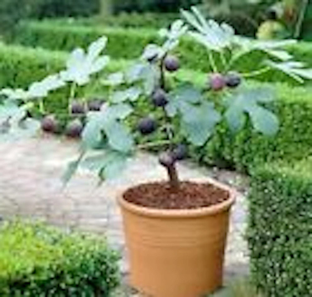 3 Dwarf Fig Tree Starter Plants - Self Fertile, Perennial, Container Friendly - Image 1