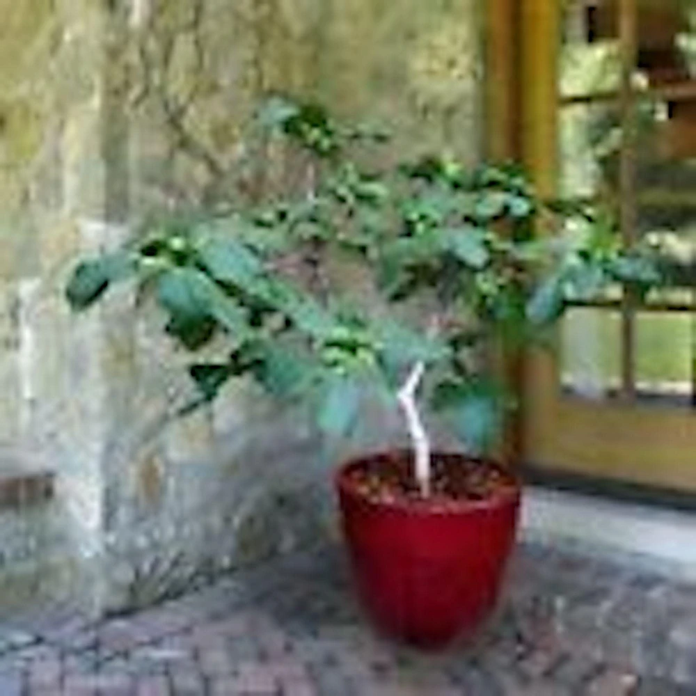 3 Dwarf Fig Tree Starter Plants - Self Fertile, Perennial, Container Friendly - Image 5
