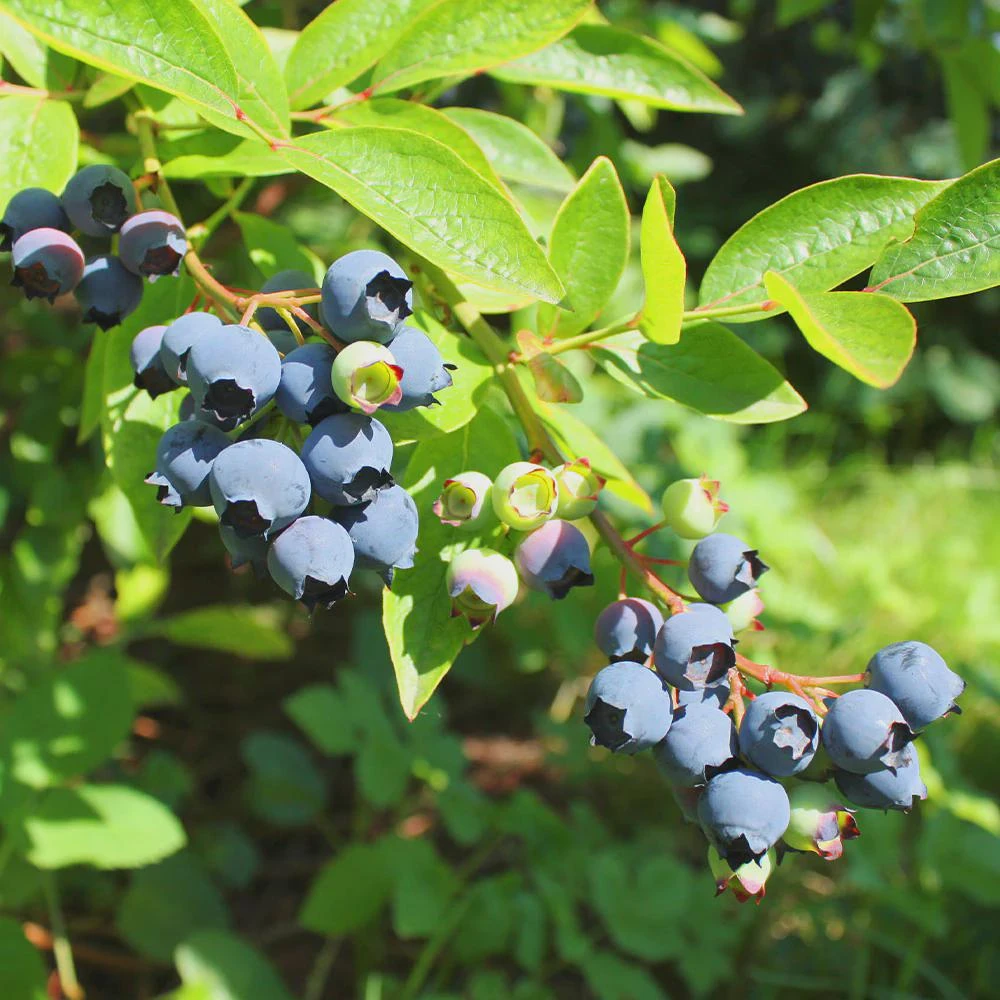 3 Emerald Blueberry Starter Plug - Southern Highbush Live Plant - Image 3