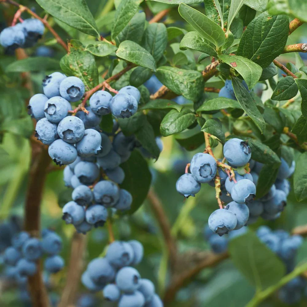 3 Emerald Blueberry Starter Plug - Southern Highbush Live Plant - Image 1
