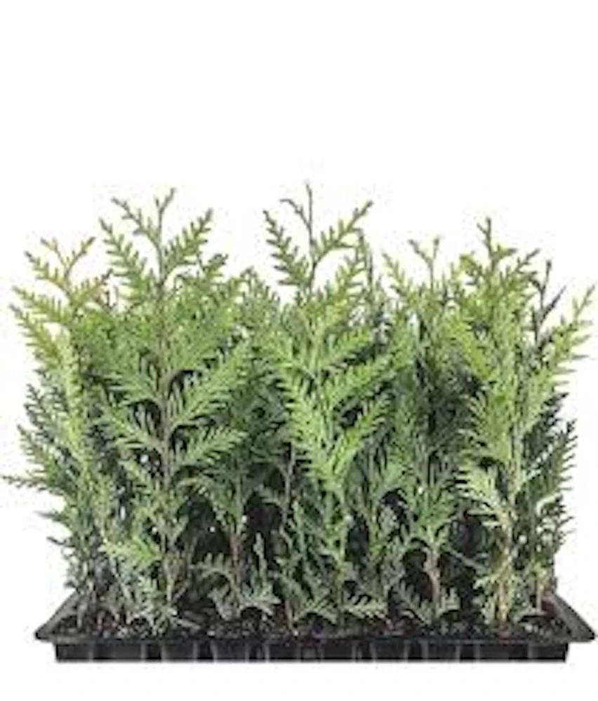 3 Emerald Green Arborvitae Live Trees - Privacy Evergreen Bare Root Starter Plant - Image 1