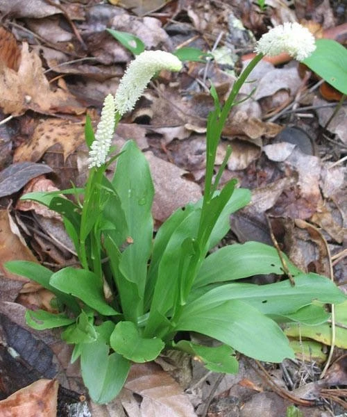 3 False Unicorn Plants Chamaelirium Luteum Bare Root Wildflower Native Organic - Image 2