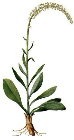 3 False Unicorn Plants Chamaelirium Luteum Bare Root Wildflower Native Organic - Image 5