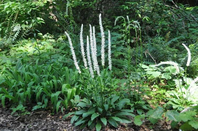 3 False Unicorn Plants Chamaelirium Luteum Bare Root Wildflower Native Organic - Image 7