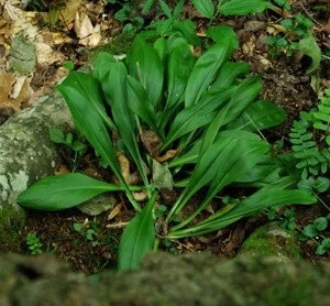 3 False Unicorn Plants Chamaelirium Luteum Bare Root Wildflower Native Organic - Image 8
