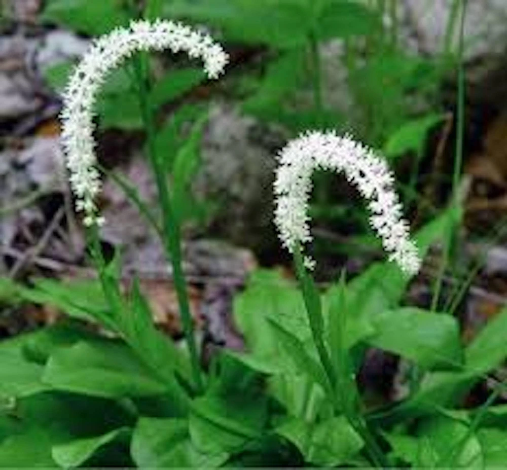 3 False Unicorn Plants Chamaelirium Luteum Bare Root Wildflower Native Organic - Image 1