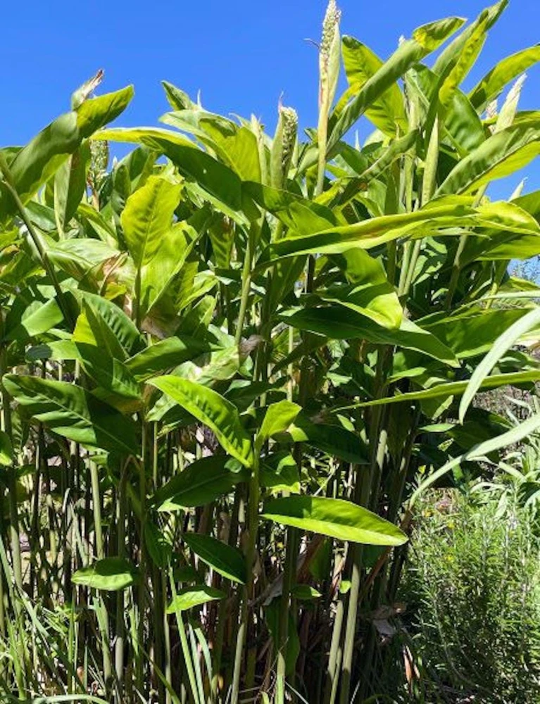 3 Galangal Starter Plant 'Thai Ginger' Bare Root - Culinary Herb - Image 1