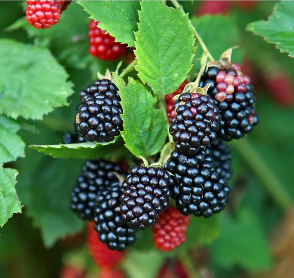 3 Galaxy Blackberry Starter Plug Thornless Rubus 'Galaxy' Live Plant - Image 1