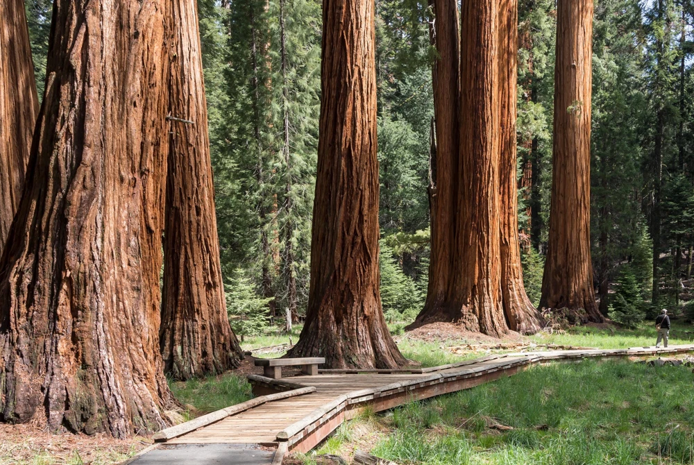 3 Giant Sequoia Bare Root Starter Tree, 6-12 inches Tall, Outdoor Tree - Image 1