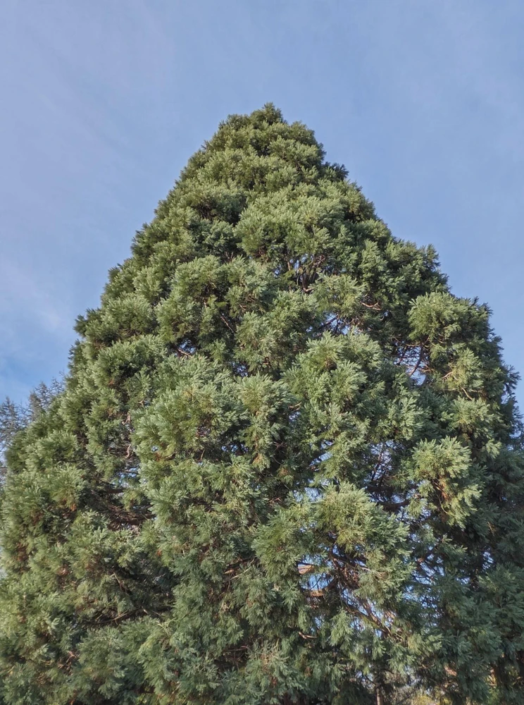 3 Giant Sequoia Bare Root Starter Tree, 6-12 inches Tall, Outdoor Tree - Image 2