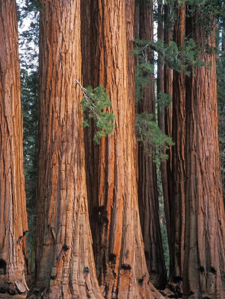 3 Giant Sequoia Bare Root Starter Tree, 6-12 inches Tall, Outdoor Tree - Image 3