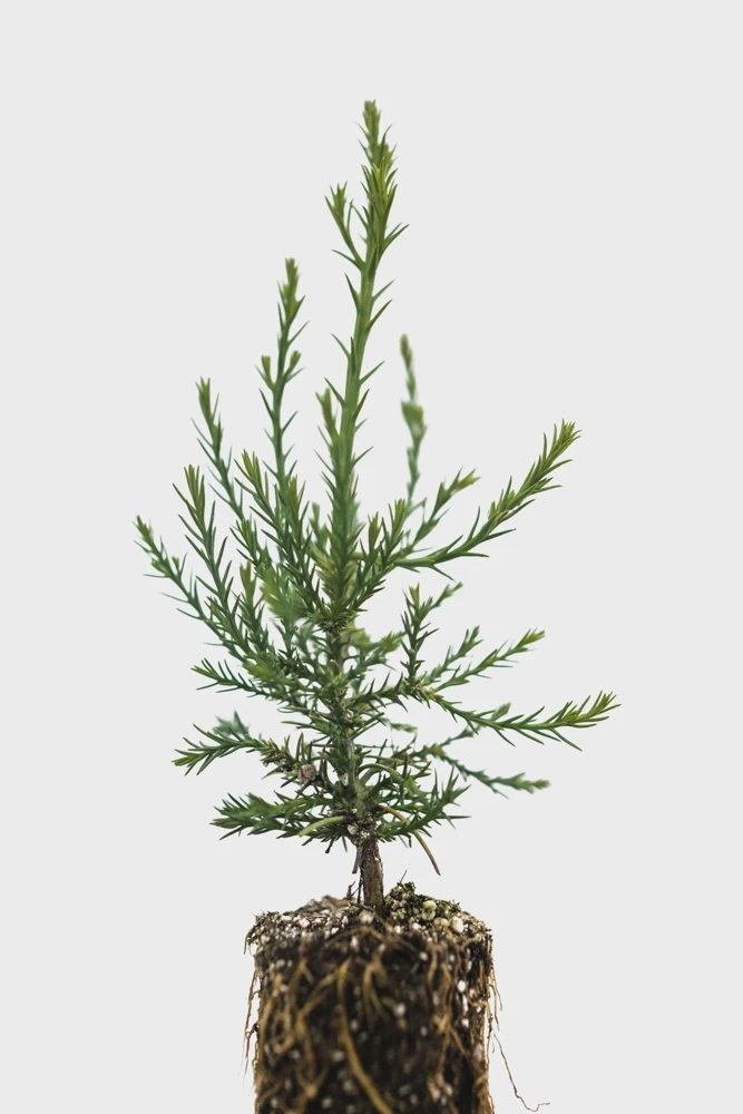 3 Giant Sequoia Bare Root Starter Tree, 6-12 inches Tall, Outdoor Tree - Image 4