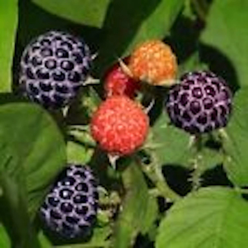 3 Glencoe Thornless Raspberry Plants - Purple Fruit Bush Perennial - Image 3