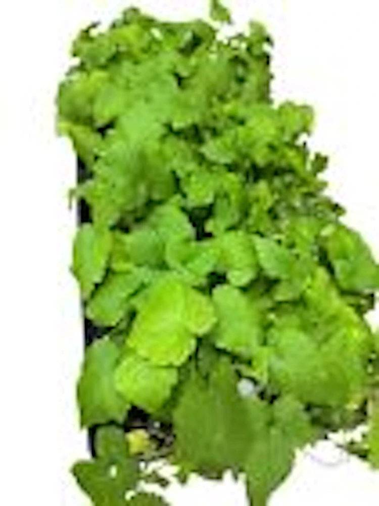3 Glencoe Thornless Raspberry Plants - Purple Fruit Bush Perennial - Image 4