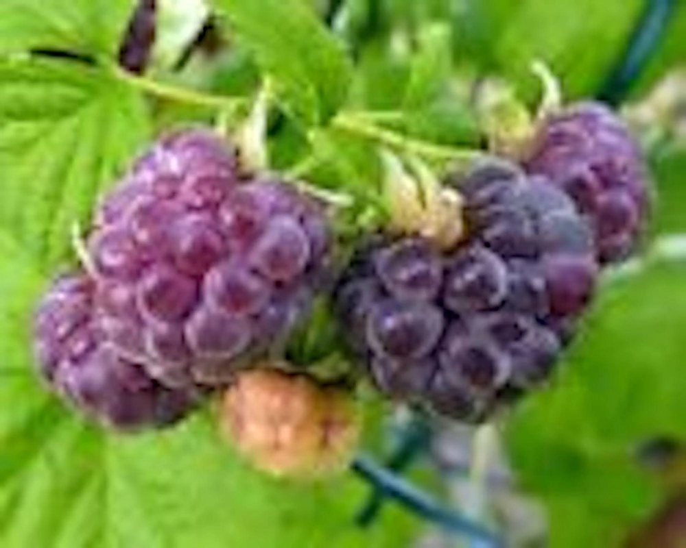 3 Glencoe Thornless Raspberry Plants - Purple Fruit Bush Perennial - Image 5