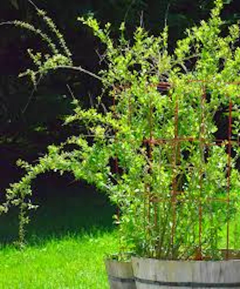 3 Goji Berry Live Plants - Lycium barbarum Fruit Starter Plants, Outdoor - Image 2