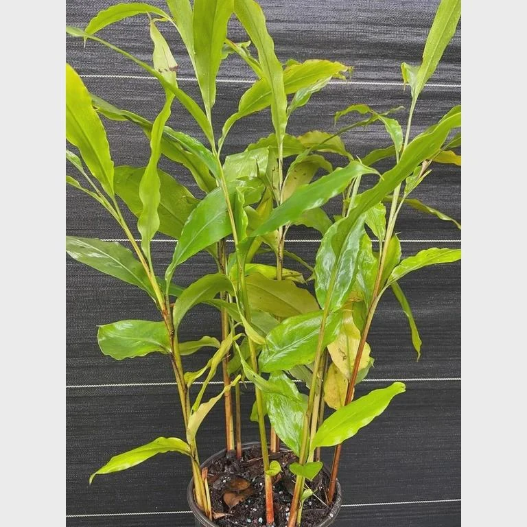 3 Grains of Paradise Bare Root Plant - Aframomum melegueta Starter Plug - Image 1