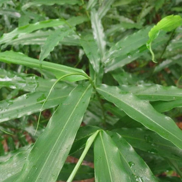 3 Grains of Paradise Bare Root Plant - Aframomum melegueta Starter Plug - Image 3