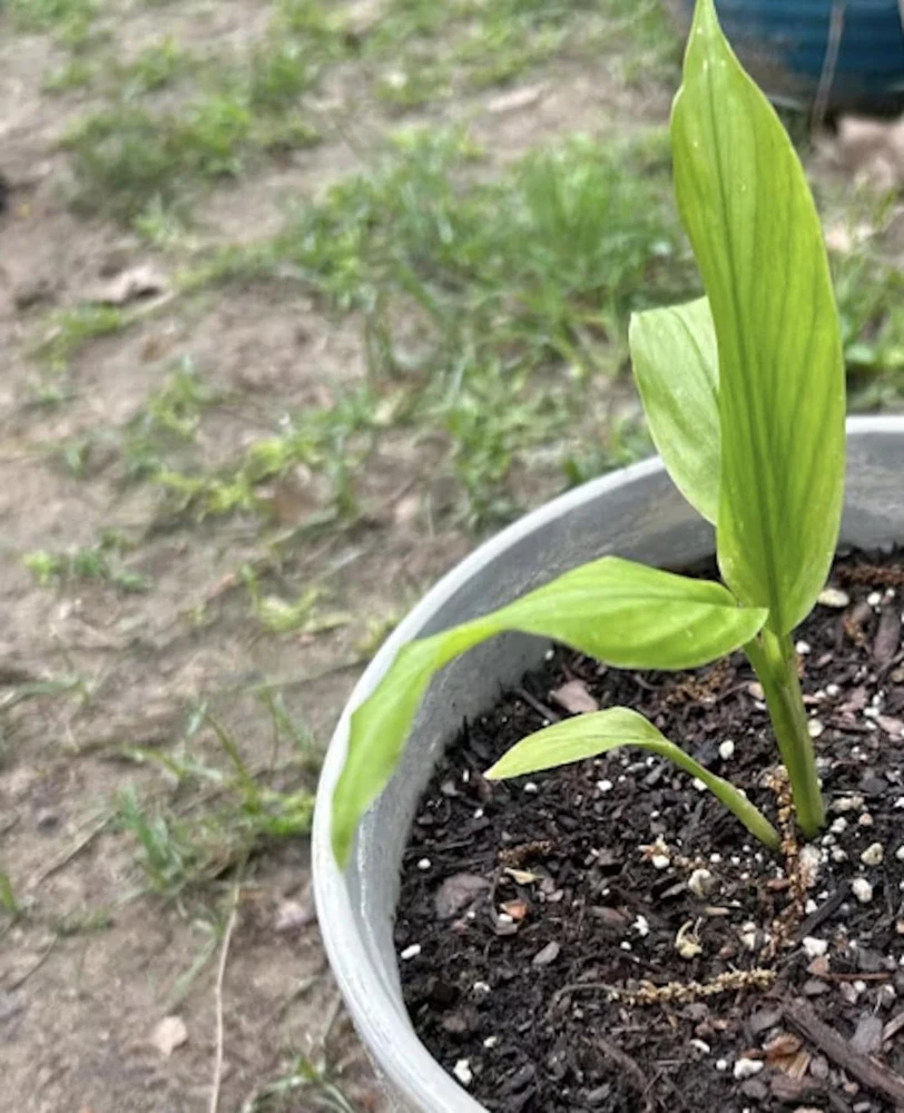3 Grains of Paradise Bare Root Plant - Aframomum melegueta Starter Plug - Image 4