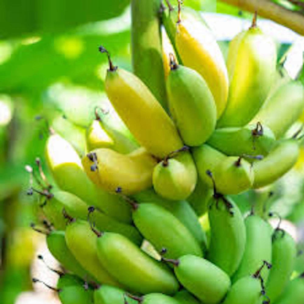 3 Gran Nain Dwarf Banana Tree Starter Plants - Live Fruit Tree - Image 1