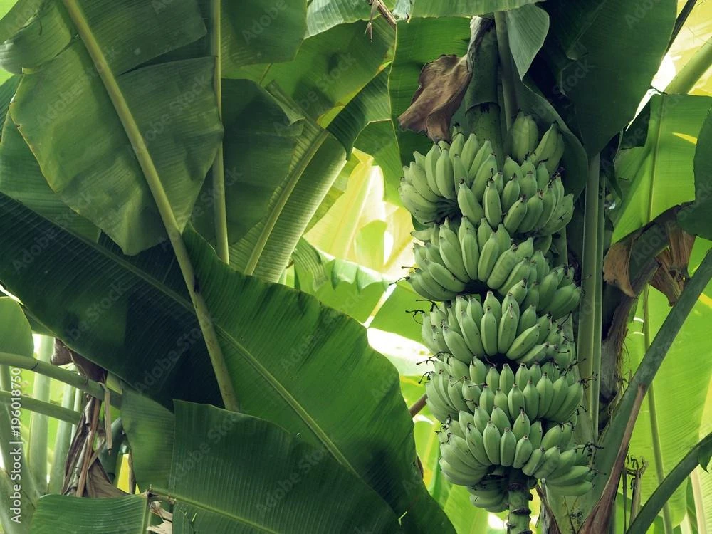3 Gros Michel Banana Starter Plugs - Heirloom Musa acuminata Live Plant - Image 1