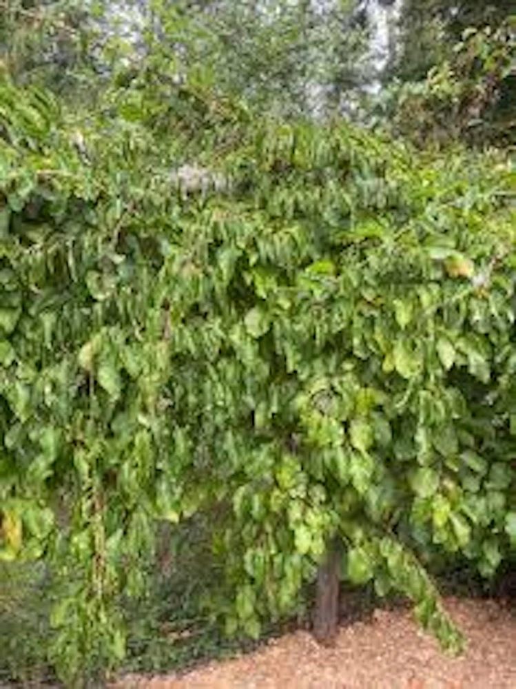 3 Issai Hardy Kiwi Fruit Vine Live Plant - Self-Pollinating Starter - Image 2