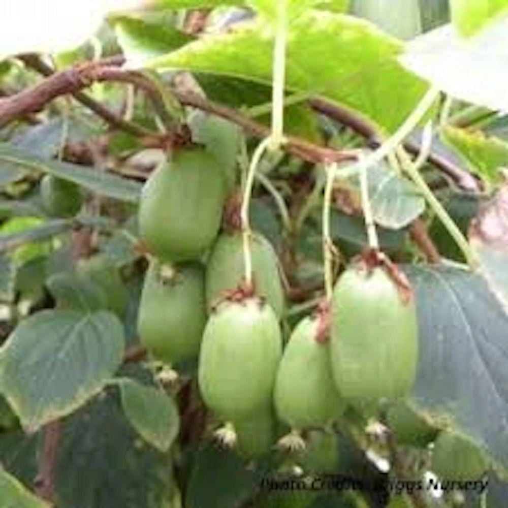 3 Issai Hardy Kiwi Fruit Vine Live Plant - Self-Pollinating Starter - Image 3