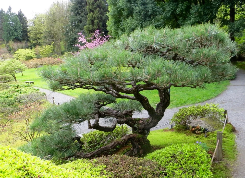 3 Japanese Black Pine (Pinus thunbergii) Starter Trees - Bare Root Evergreen - Image 5