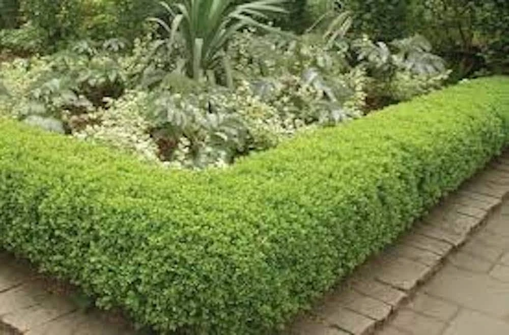 3 Japanese Boxwood Hedge Starter Plug Plants - Buxus microphylla var. japonica, 2-4" Tall - Image 1