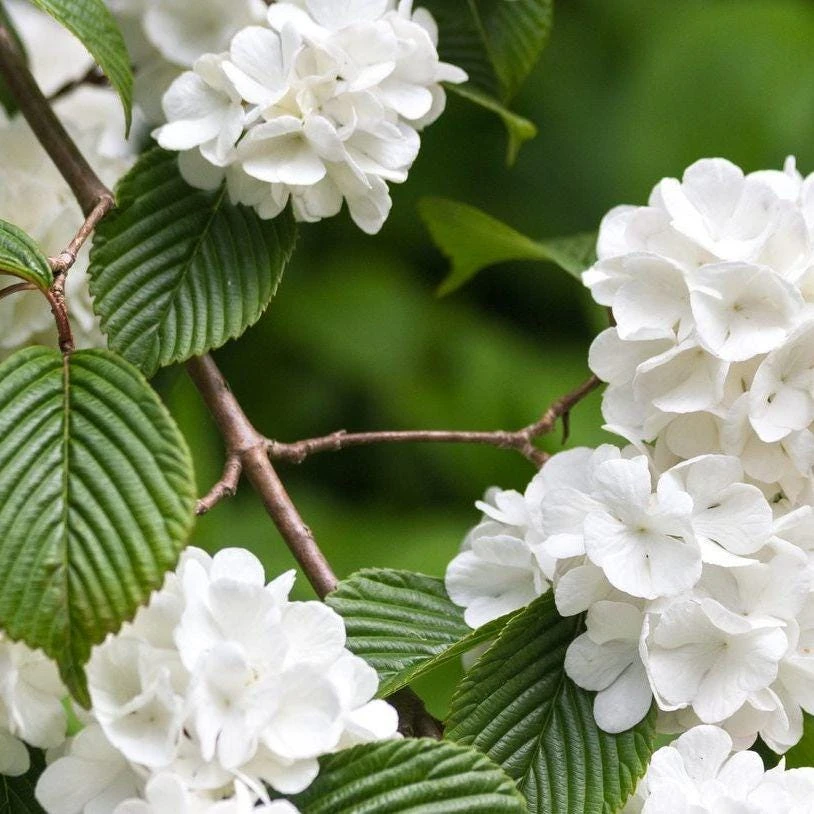 3 Japanese Snowball Viburnum Live Plants – 12-24in Tall – Quart Pot – Deciduous Shrub - Image 1