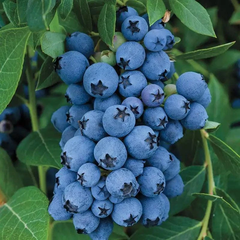 3 Jewel Blueberry Starter Plug - Vaccinium corymbosum Live Plant - Southern Highbush - Image 1