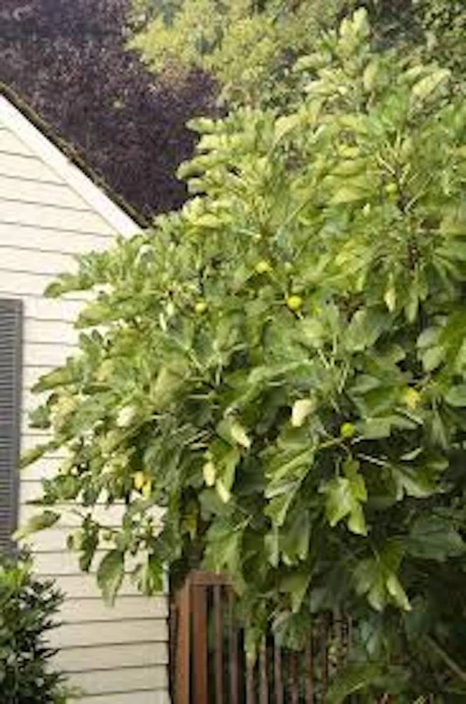 3 Kadota Fig Tree Starter Plug - Ficus carica 'Kadota' Live Plant - Image 2