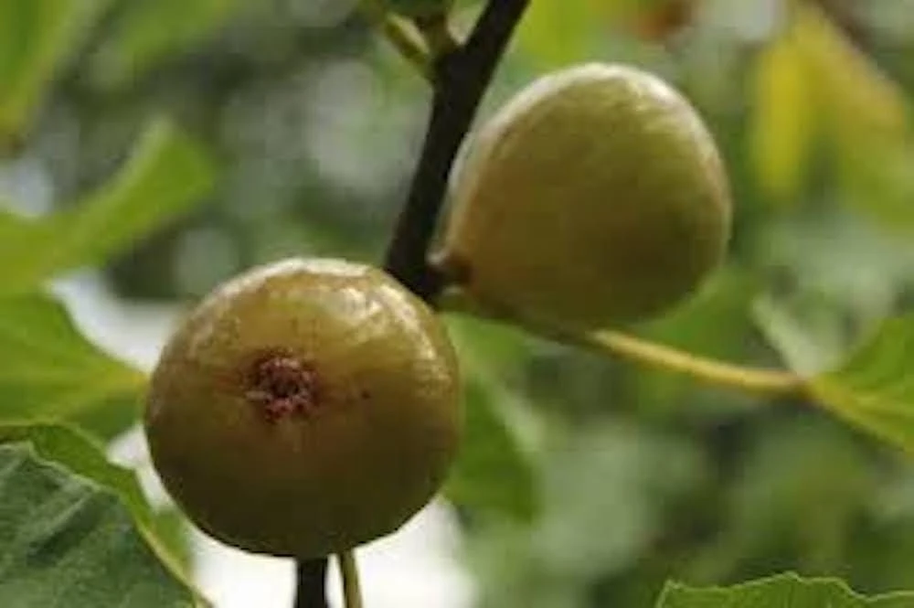 3 Kadota Fig Tree Starter Plug - Ficus carica 'Kadota' Live Plant - Image 3