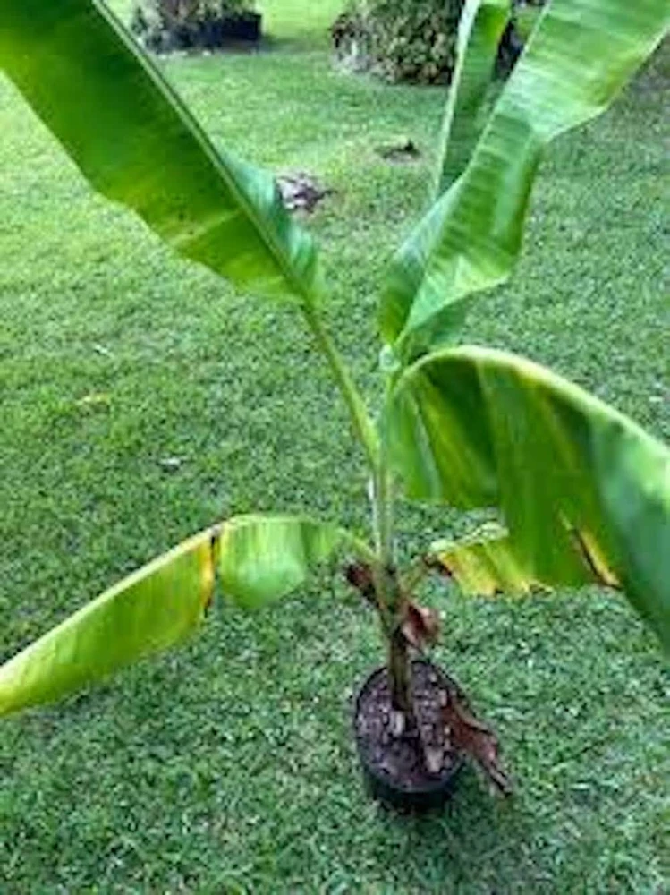 3 Lakatan Banana Starter Plug Musa acuminata - Sweet Dessert Banana Live Plant - Image 3