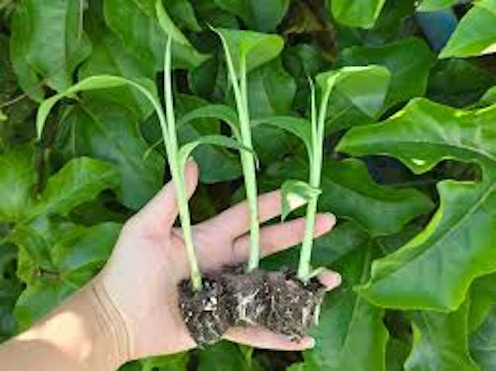 3 Lakatan Banana Starter Plug Musa acuminata - Sweet Dessert Banana Live Plant - Image 4