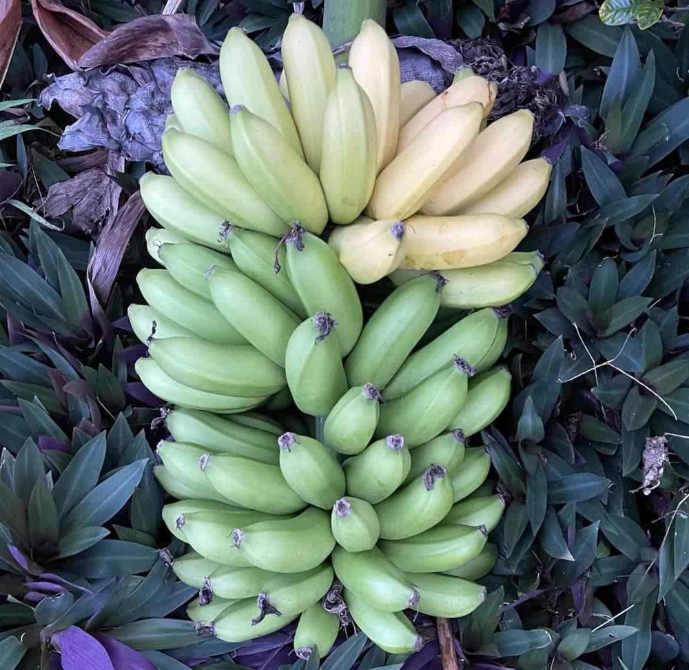 3 Lakatan Banana Starter Plug Musa acuminata - Sweet Dessert Banana Live Plant - Image 6