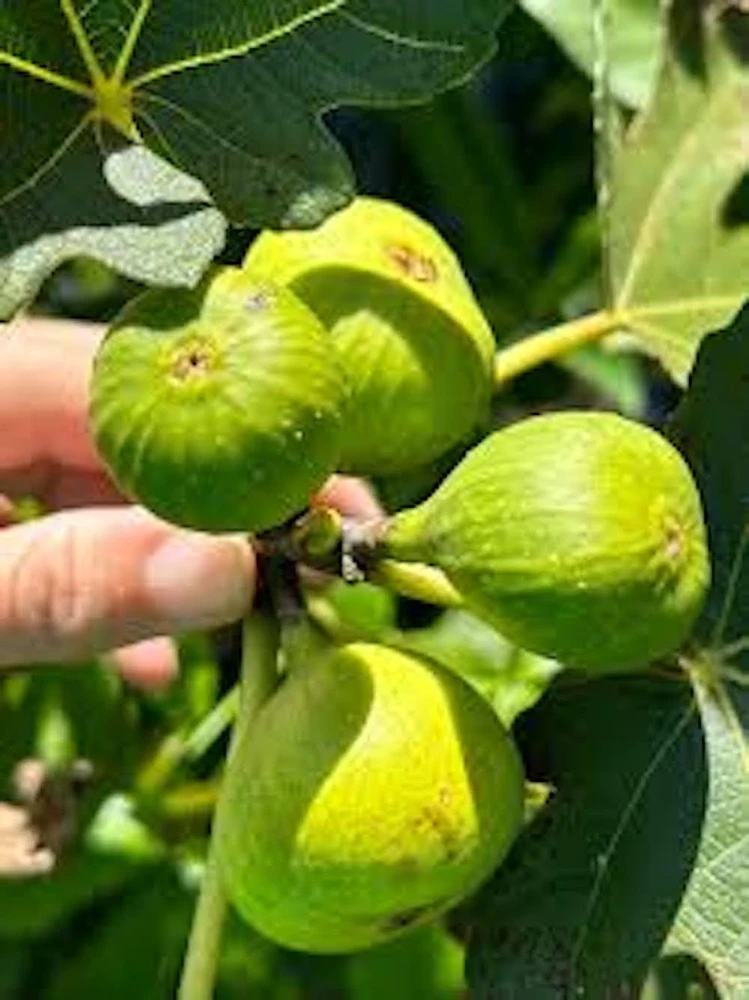 3 Lattarula Fig Starter Plugs - Italian Honey Ficus carica 'Lattarula' Live Plants, Cold-Hardy - Image 2