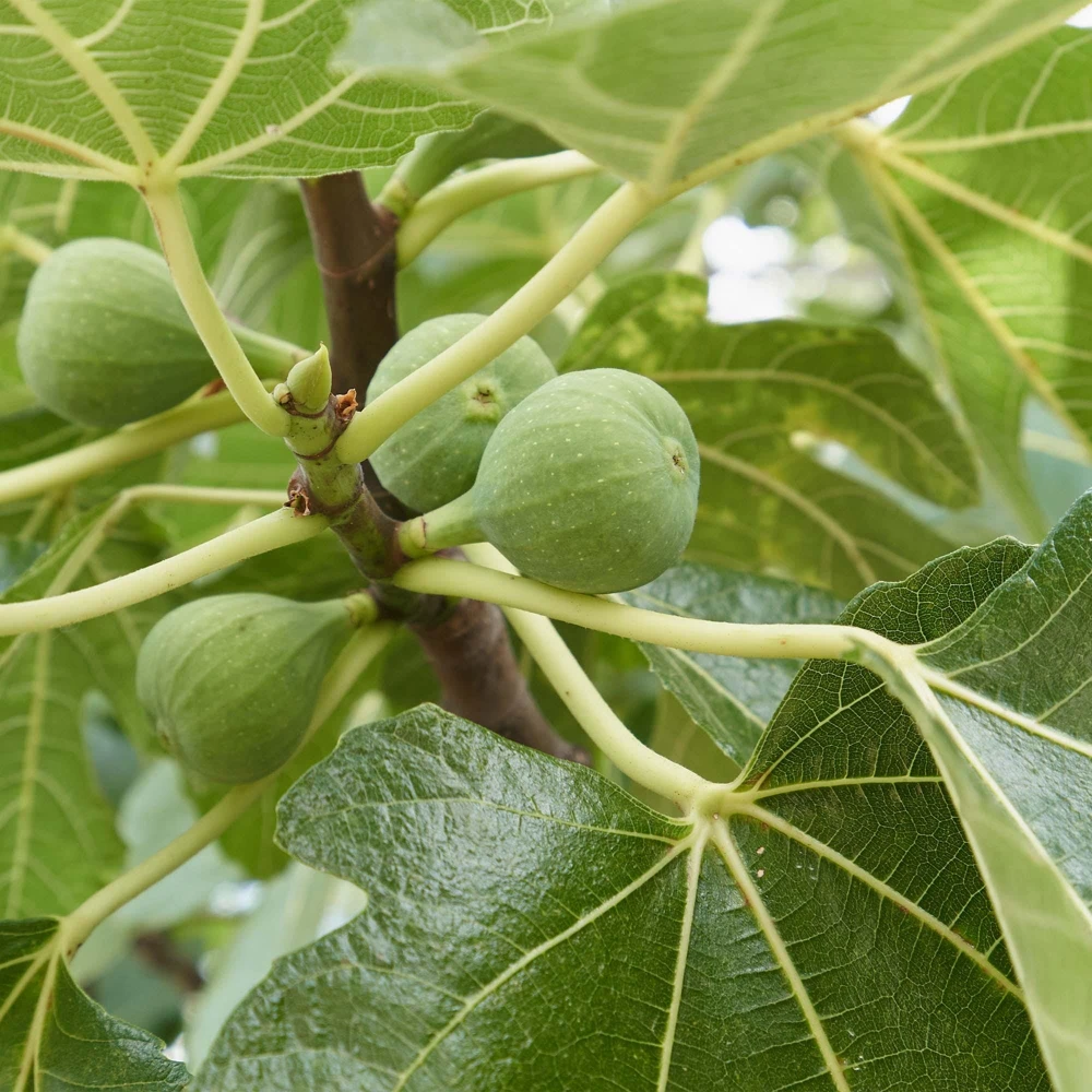 3 Lattarula Fig Starter Plugs - Italian Honey Ficus carica 'Lattarula' Live Plants, Cold-Hardy - Image 5