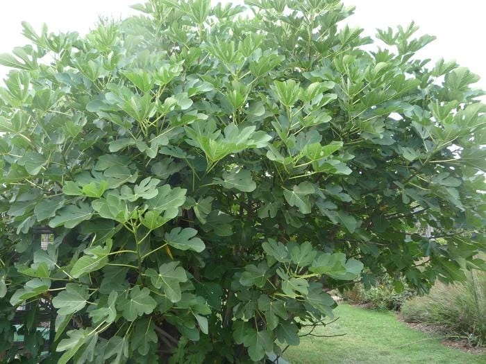 3 Lattarula Fig Starter Plugs - Italian Honey Ficus carica 'Lattarula' Live Plants, Cold-Hardy - Image 8